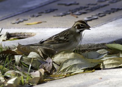 American Lark Sparrow