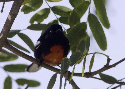 Painted Redstart