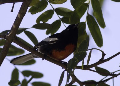 Painted Redstart