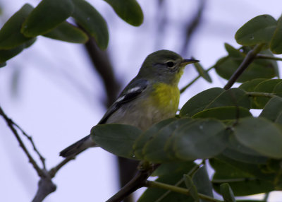 Northern Parula