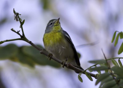 Northern Parula