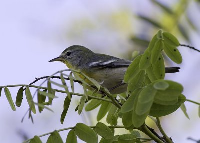 Northern Parula