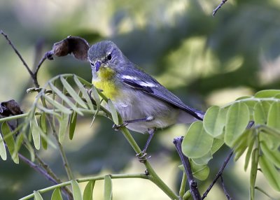 Northern Parula