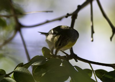 Northern Parula