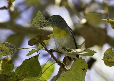 Northern Parula