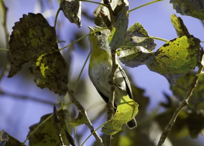 Northern Parula