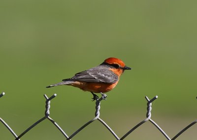 Vermillion Flycatcher