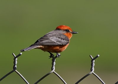 Vermillion Flycatcher