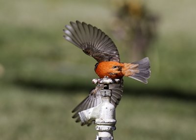 Vermillion Flycatcher