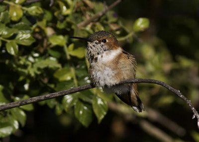 Allen's Hummingbird