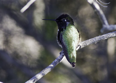 Costa's Hummingbird