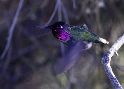 Costa's Hummingbird