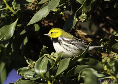 Black-throated Green Warbler