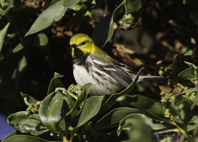 Black-throated Green Warbler