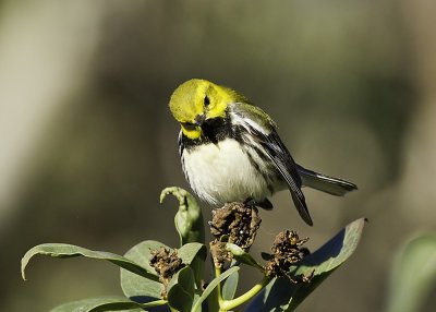 Black-throated Green Warbler