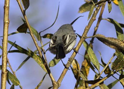 Blue-gray Gnatcatcher