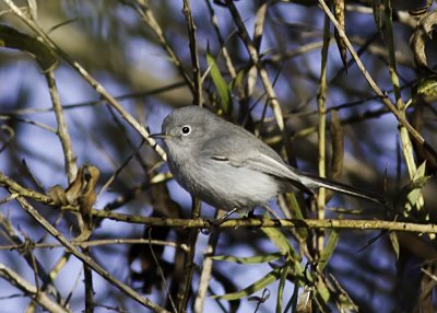 blue-gray-gnatcatcher03.jpg