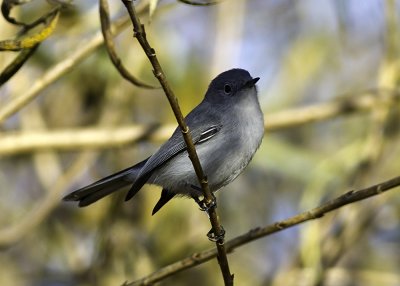 Blue-gray Gnatcatcher