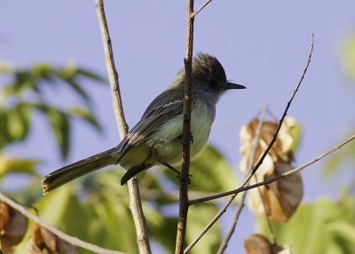 Dusky-capped Flycatcher