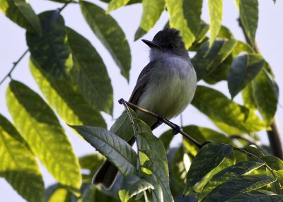 Dusky-capped Flycatcher