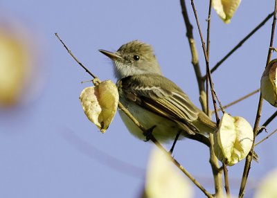 Dusky-capped Flycatcher