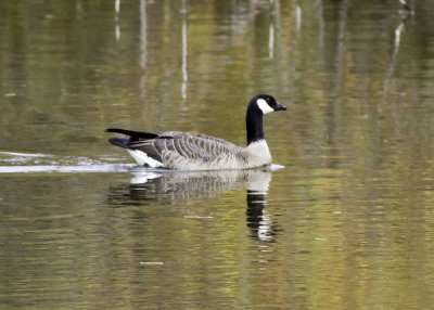 Cackling Goose