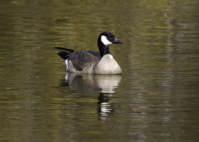 Cackling Goose