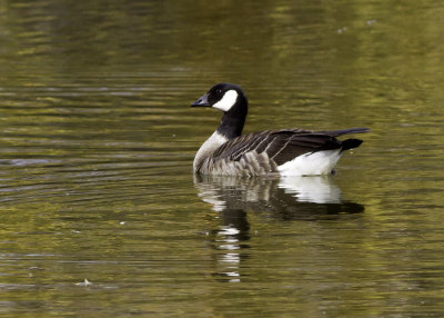 Cackling Goose