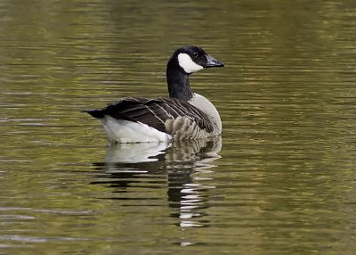 Cackling Goose