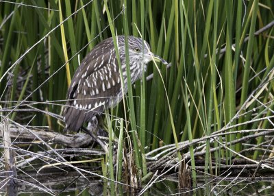 Black-crowned Night Heron