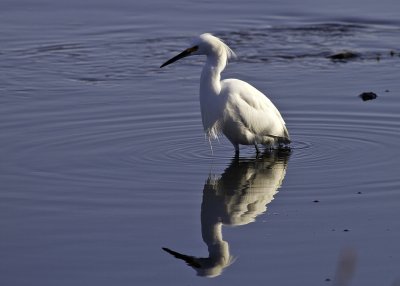 Snowy Egret
