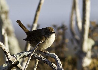 House Wren