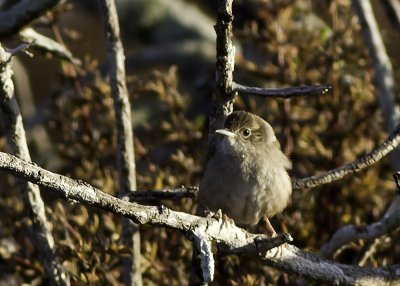 House Wren