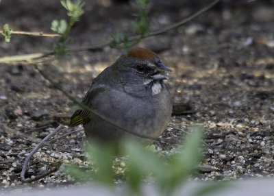 Green-tailed Towhee