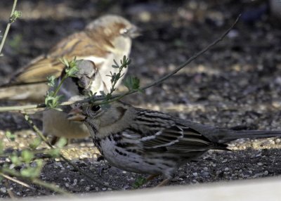 Harris' Sparrow