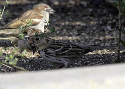 Harris' Sparrow