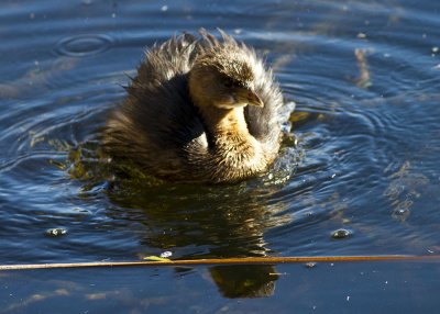 Pied-billed Grebe