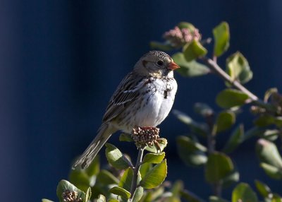 Harris' Sparrow