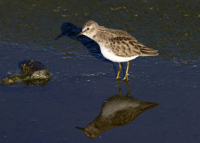 Least Sandpiper