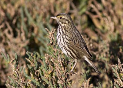 Savannah Sparrow
