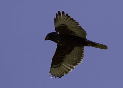 Ferruginous Hawk