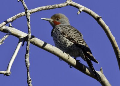 Northern Flicker