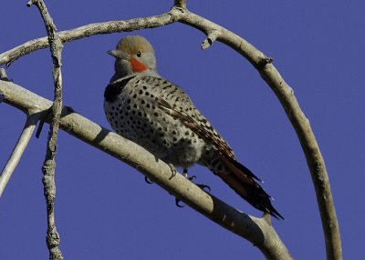 Northern Flicker