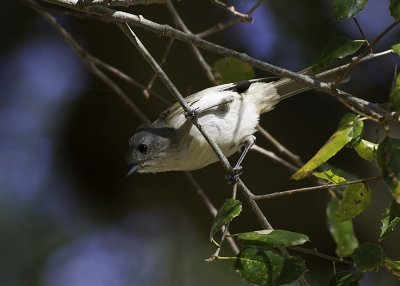 Oak Titmouse