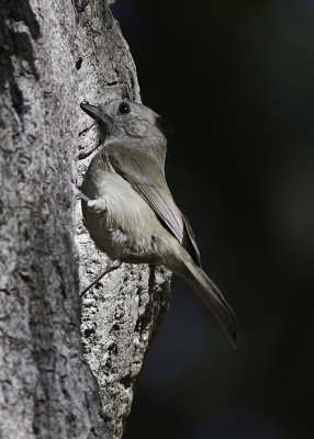 Oak Titmouse