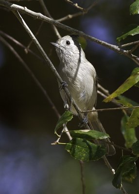 Oak Titmouse