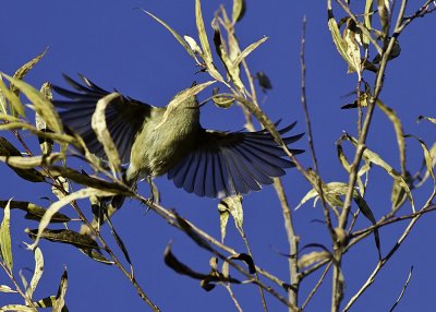 Ruby-crowned Kinglet