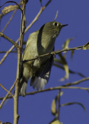 Ruby-crowned Kinglet