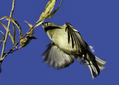 Ruby-crowned Kinglet