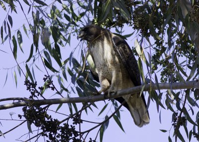 Red-tailed Hawk